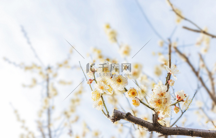 立春中午正午腊梅梅花梅花树静物