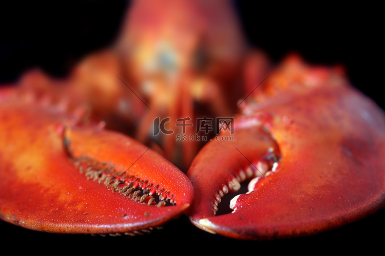 黑色背景上的红色龙虾的形象