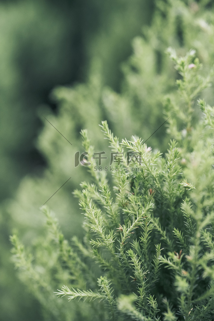 文艺植物绿色松树风景抓拍摄影图