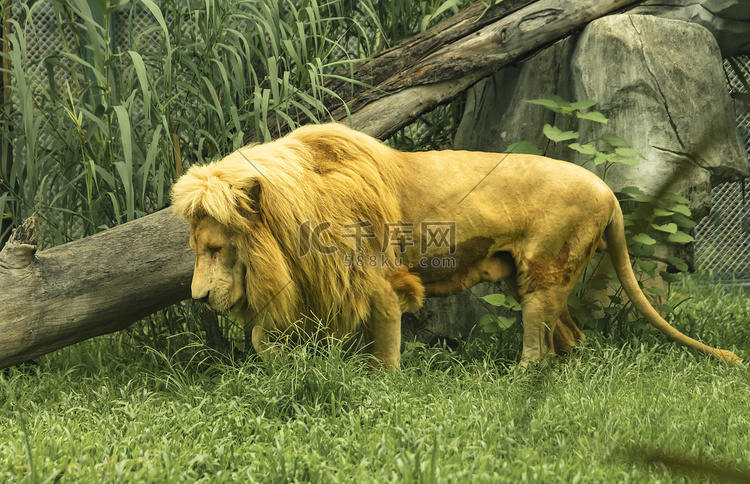 非洲雄狮上午动物路面拍摄摄影图