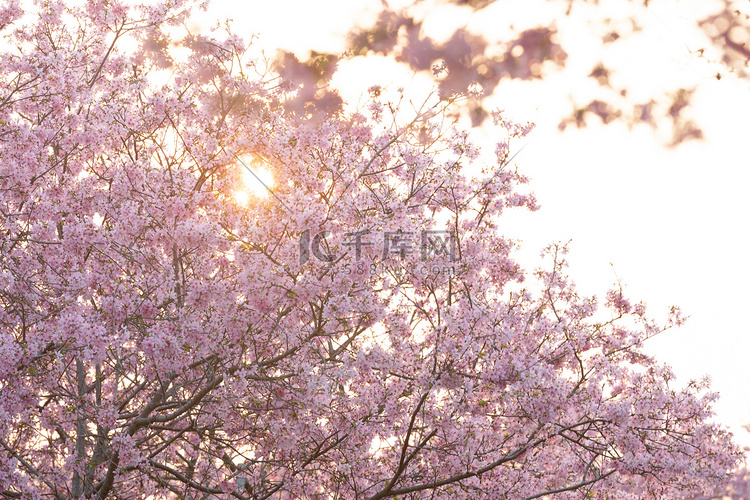 樱花春天花朵赏花夕阳摄影图配图