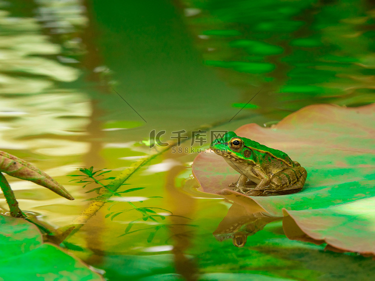 荷叶上的青蛙夏天蛤蟆荷塘里坐在