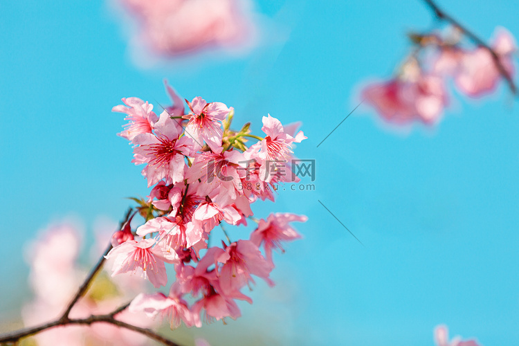 粉色樱花白天花朵公园赏花摄影图