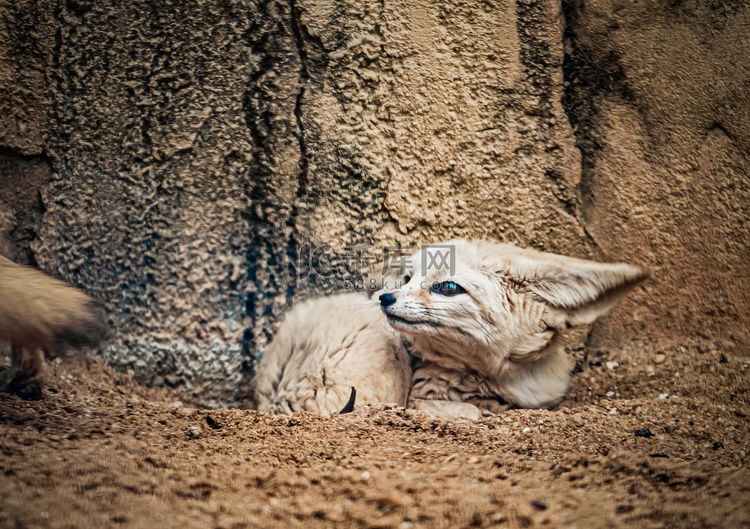 耳廓狐可爱小狐野生动物摄影图配