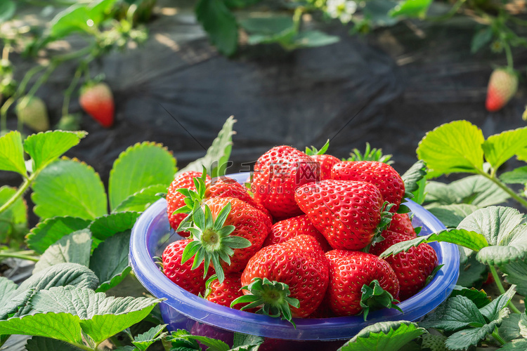 草莓白天草莓采摘园户外食品摄影