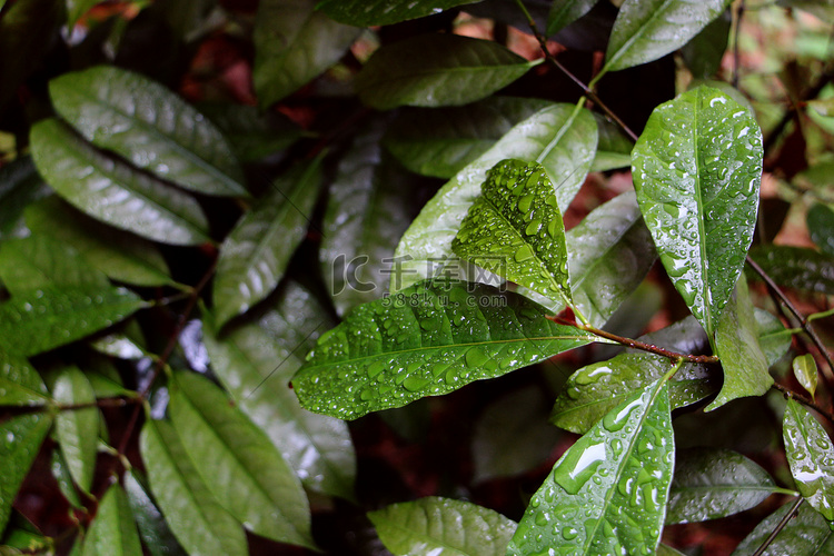 春雨植物美景