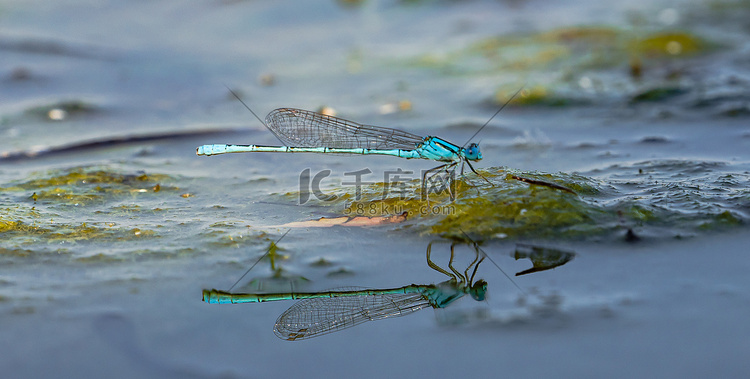 夏天野外昆虫白昼一只蜻蜓户外水