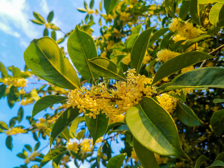 黄色桂花