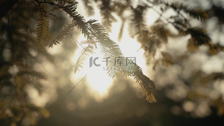 唯美阳光穿过水杉树叶自然光影
