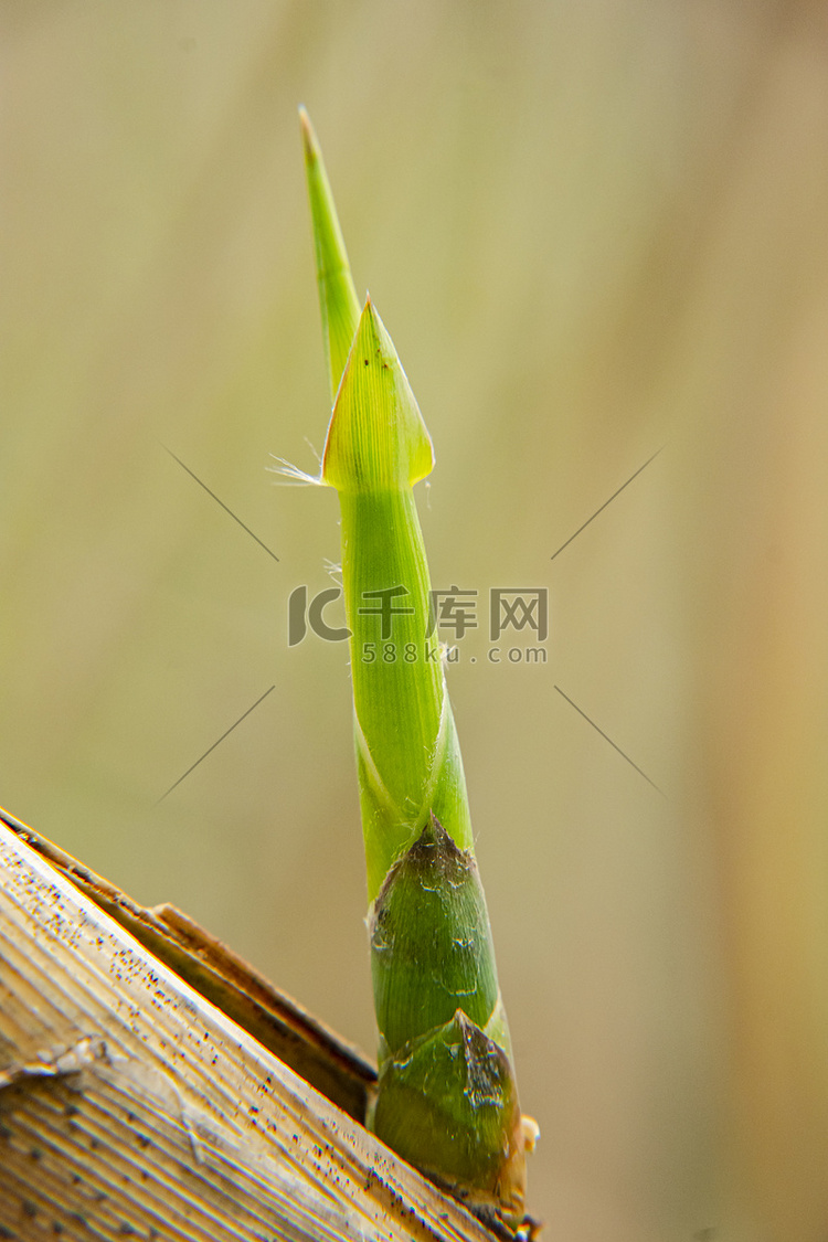 白天户外芦苇嫩苗在春天里生长摄