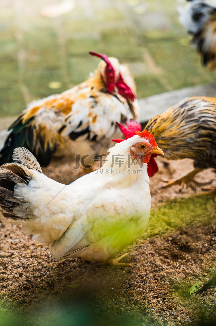 禽类动物自然矮脚鸡公鸡摄影图配