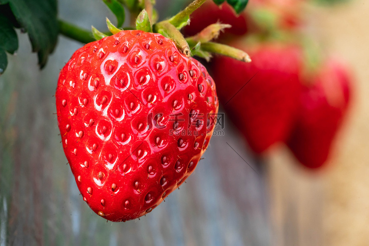 食品白天奶油草莓户外采摘草莓摄