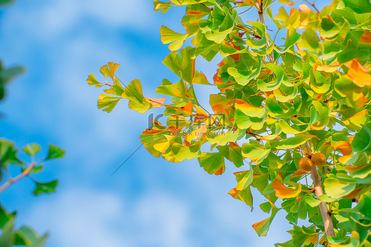 秋天树叶白昼银杏树叶户外拍摄摄