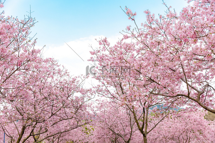 樱花春天春季花朵春暖花开摄影图