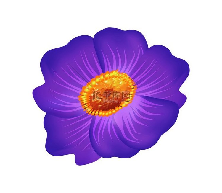 Pasque 紫色花与黄色中心
