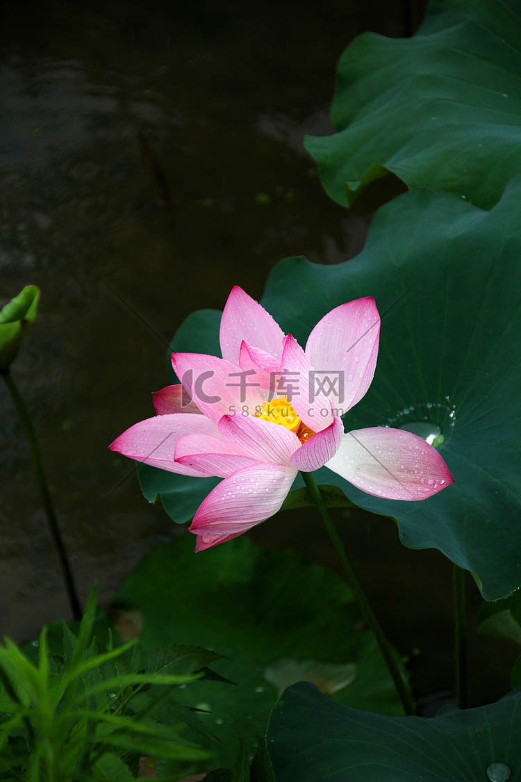 长沙望城中午荷塘荷花雨荷摄影图