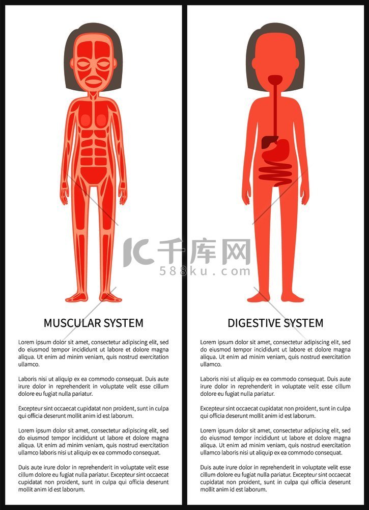 肌肉和消化系统彩色海报，带解剖