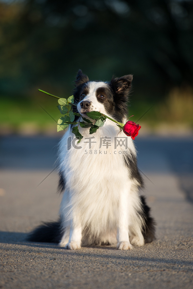 七夕边境牧羊犬在室外嘴里衔着红