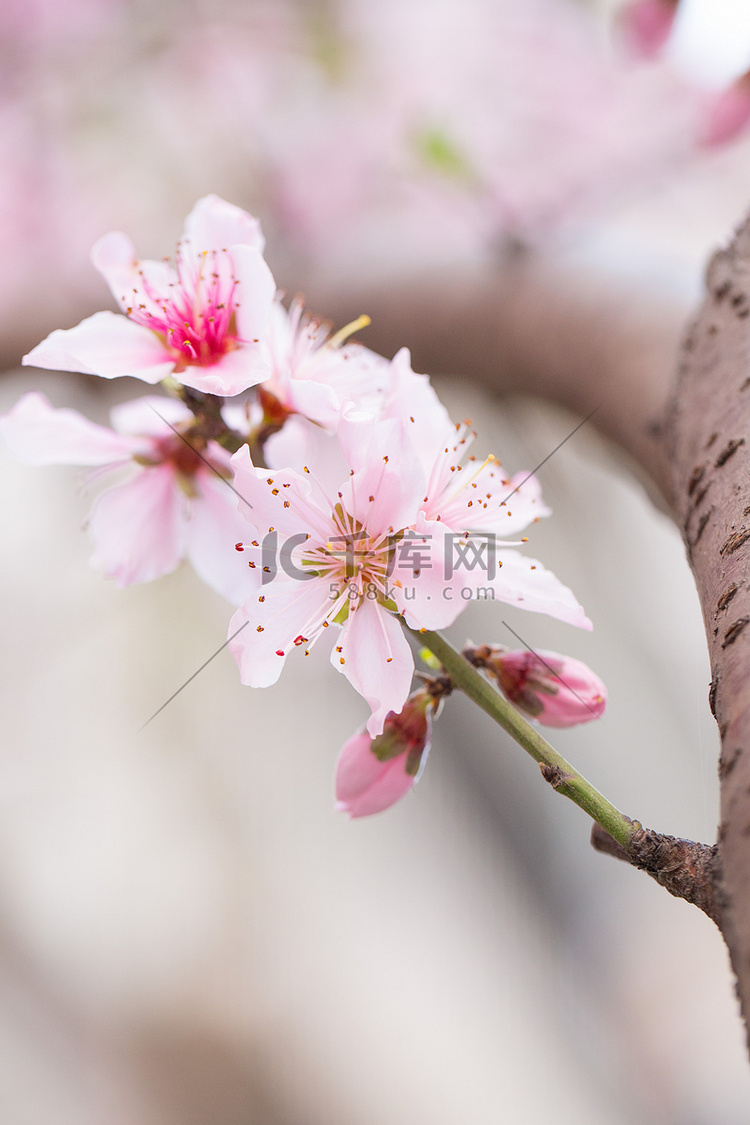 树干海棠花枝花期春天摄影图配图