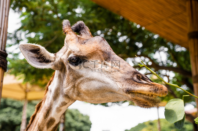 野生动物长颈鹿头部特写摄影图配