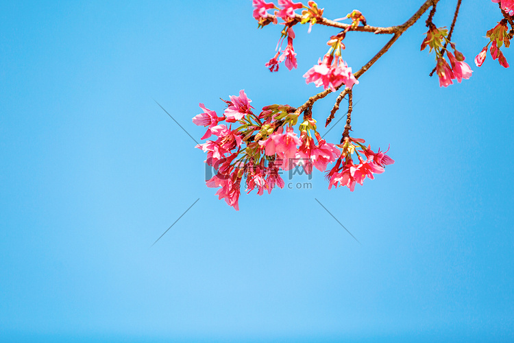 广州樱花春花朵公园赏花摄影图配