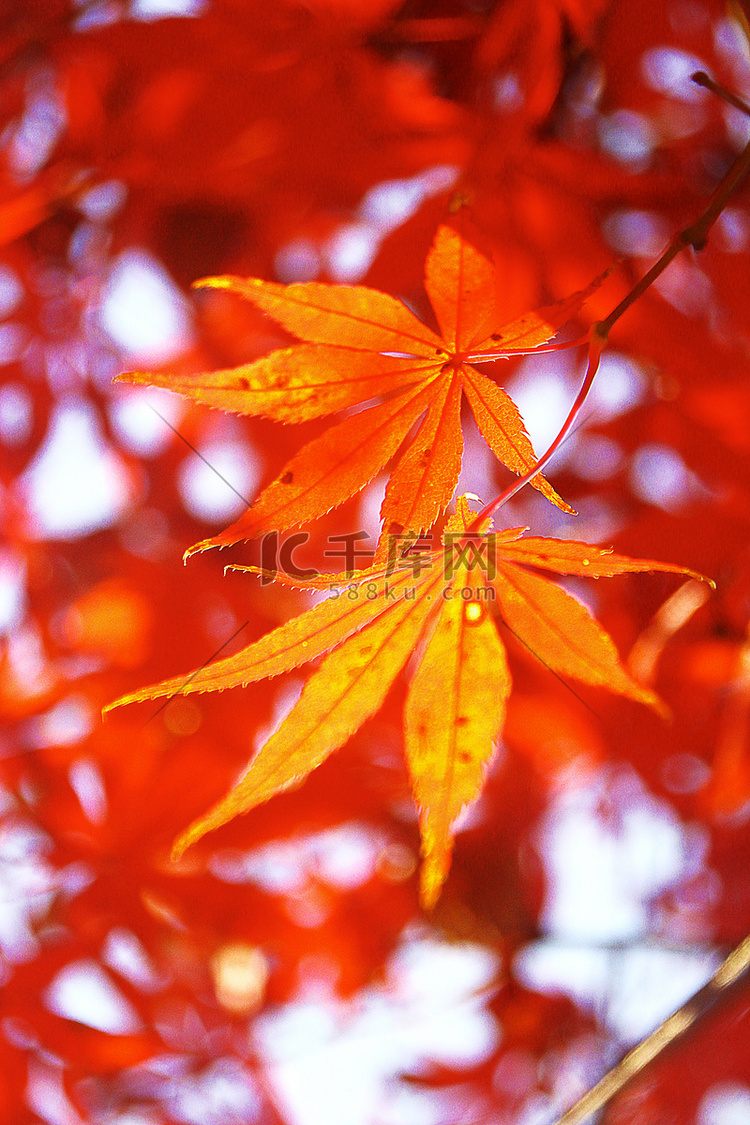 长沙晌午红枫枫叶自然摄影图配图
