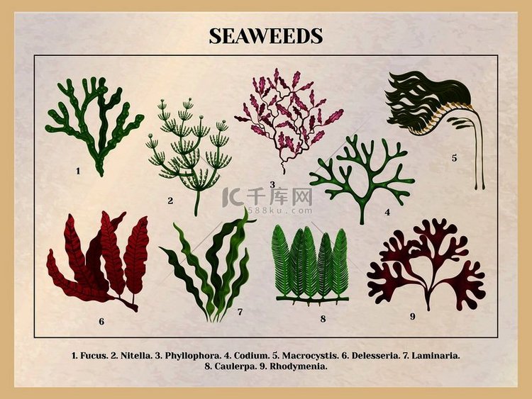 海藻收藏植物教育图表海报教程红