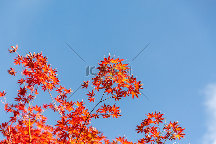 枫叶秋天树叶秋分秋色摄影图配图