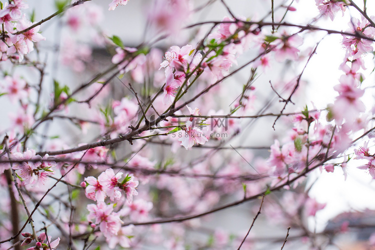 海棠一树春天春季绽放摄影图配图
