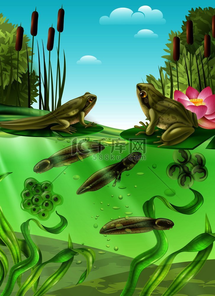 青蛙生命周期水上舞台的逼真海报