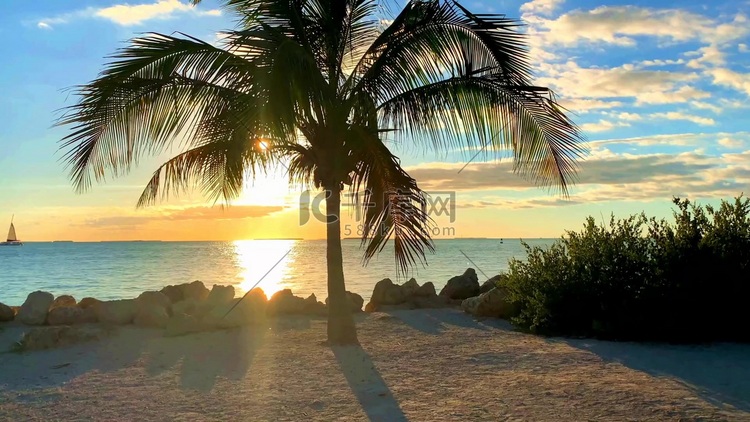热带海边椰子树夕阳