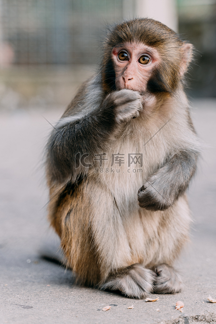 野生动物落日猴子景点吃食摄影图