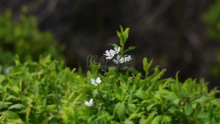 春天绿叶丛中的白色小花