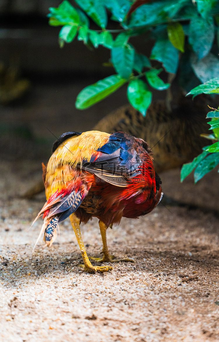 禽类珍稀动物自然红腹锦鸡摄影图