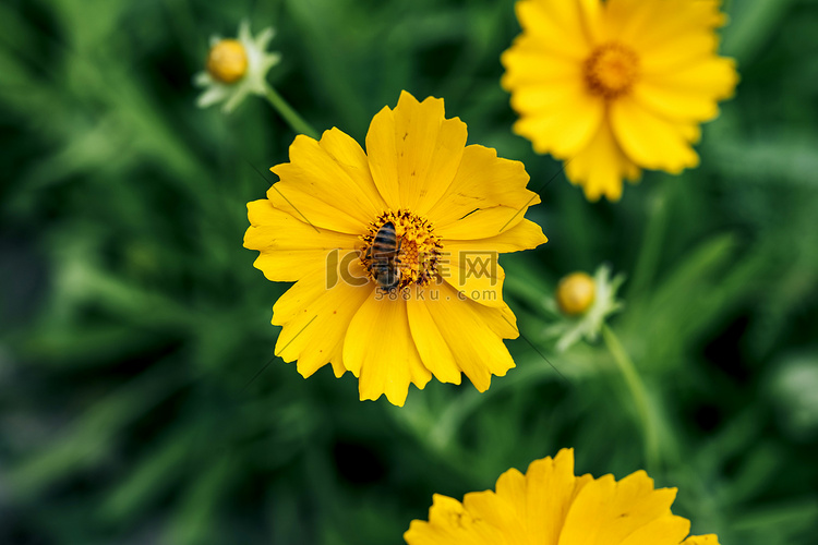 植物园黄色花朵金鸡菊与昆虫摄影
