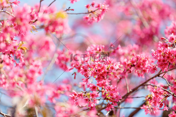 樱花春天粉色花公园开花赏花摄影