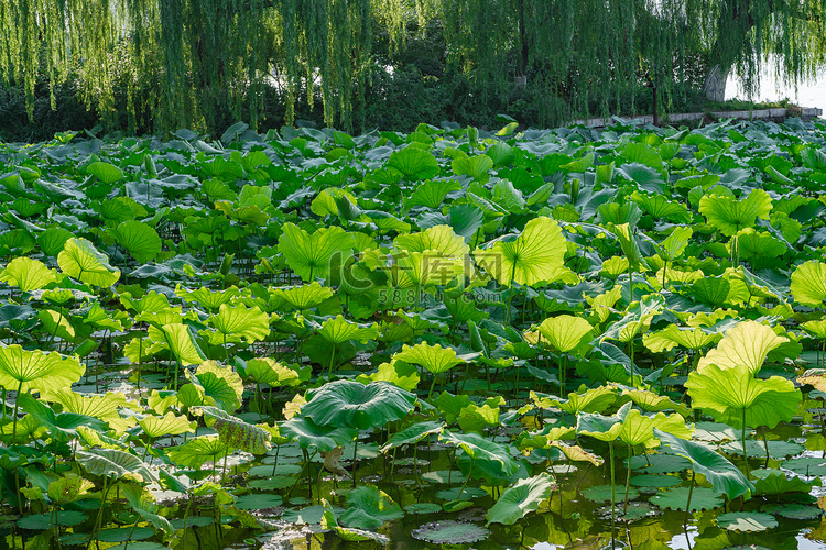 夏天自然风光白昼一片荷花户外拍