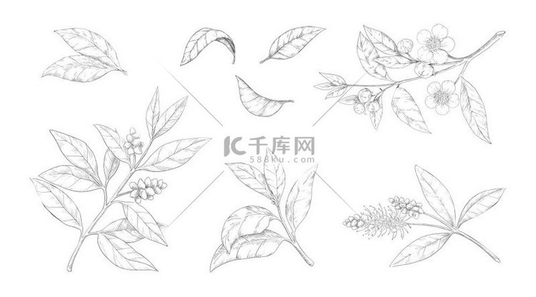 茶叶有花和叶子的手绘树枝雕刻流