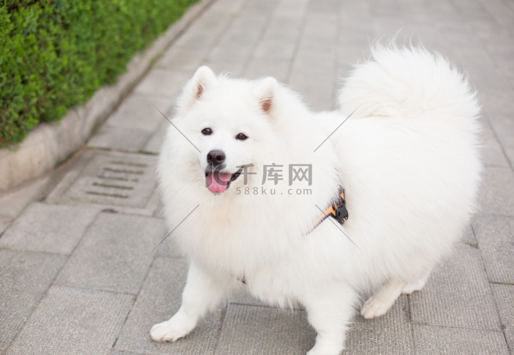 宠物中型犬萨摩耶动物遛狗摄影图