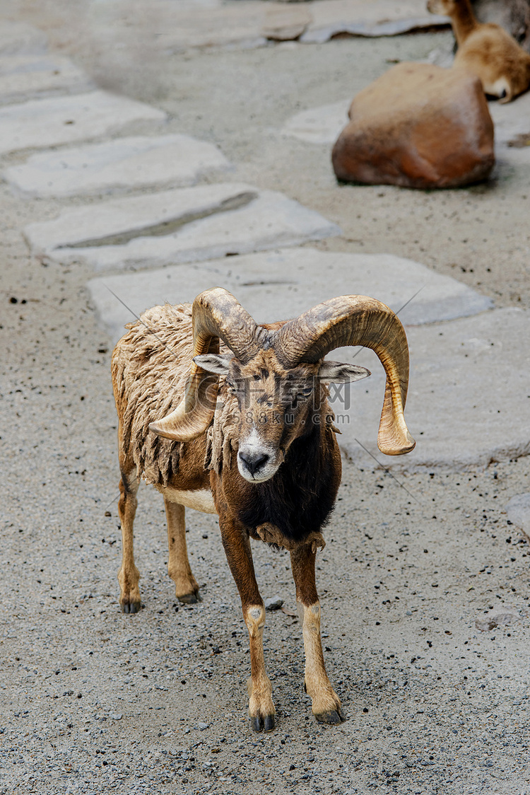 广州广州动物园两只欧洲盘羊在地