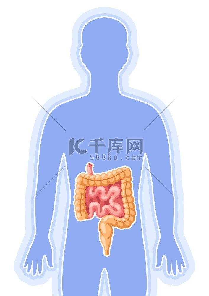 肠道内部器官插图人体解剖学医疗