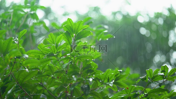 实拍夏日夏季夏天大暴雨雨滴在树