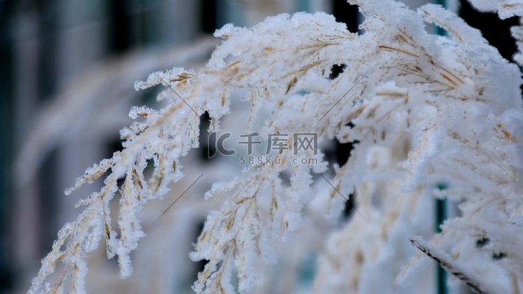 冬天唯美特写雪挂在树枝镜头