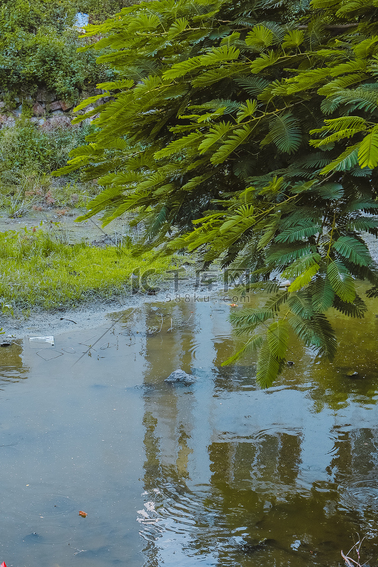 河边白天树叶室外河水摄影图配图
