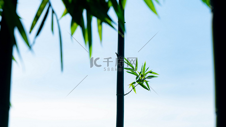 竹叶小暑竹子天空下绿色摄影图配