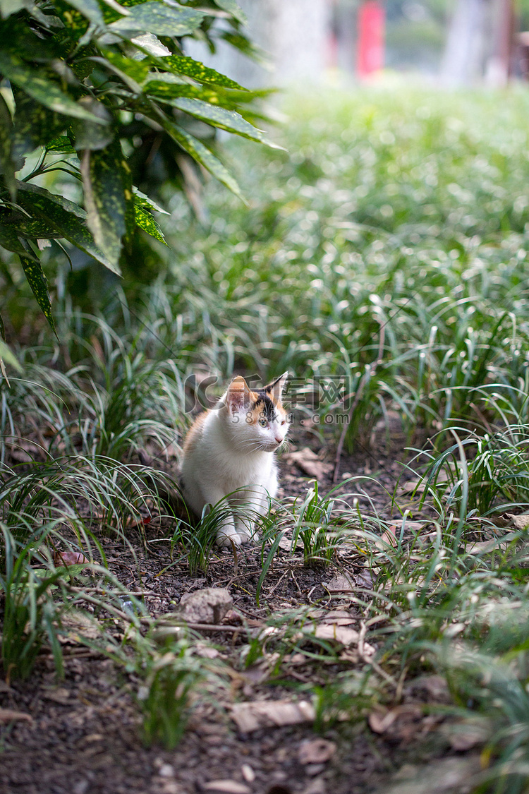 三花猫野猫可爱毛茸茸狸花猫