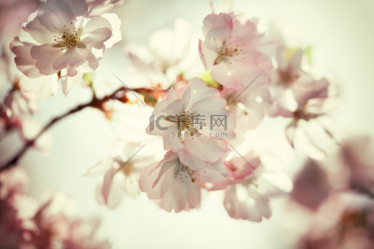 老式照片的樱桃树花与蓝蓝的天空