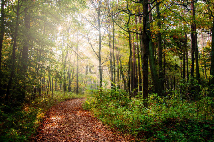 秋天的树林中的行走路径初秋