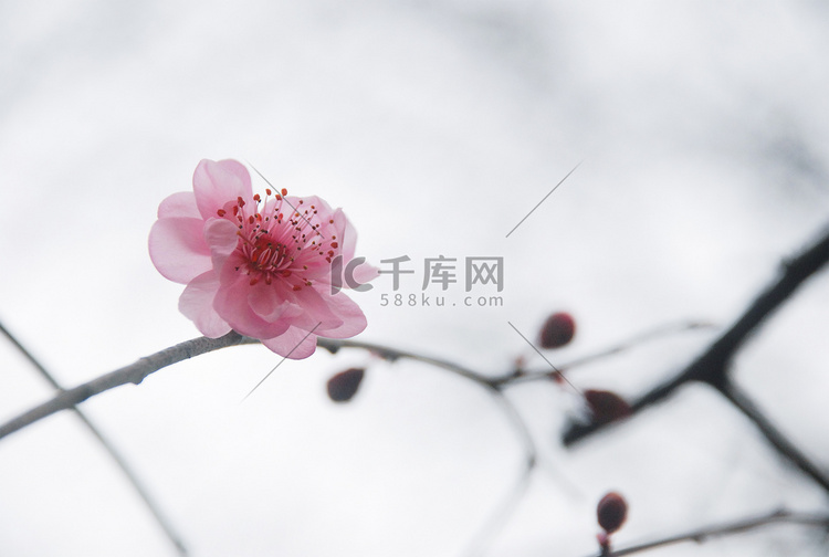 三月杭州西溪湿地梅花花卉开放
