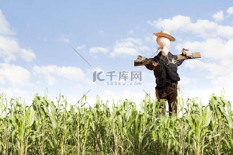 稻草人在玉米田上有阳光的日子